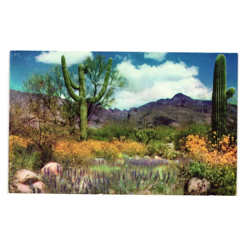 Vintage Postcard April Landscape Valley Of The Sun Desert Wild Flowers Cactus